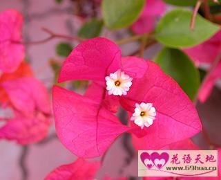 宝巾花 宝巾花
