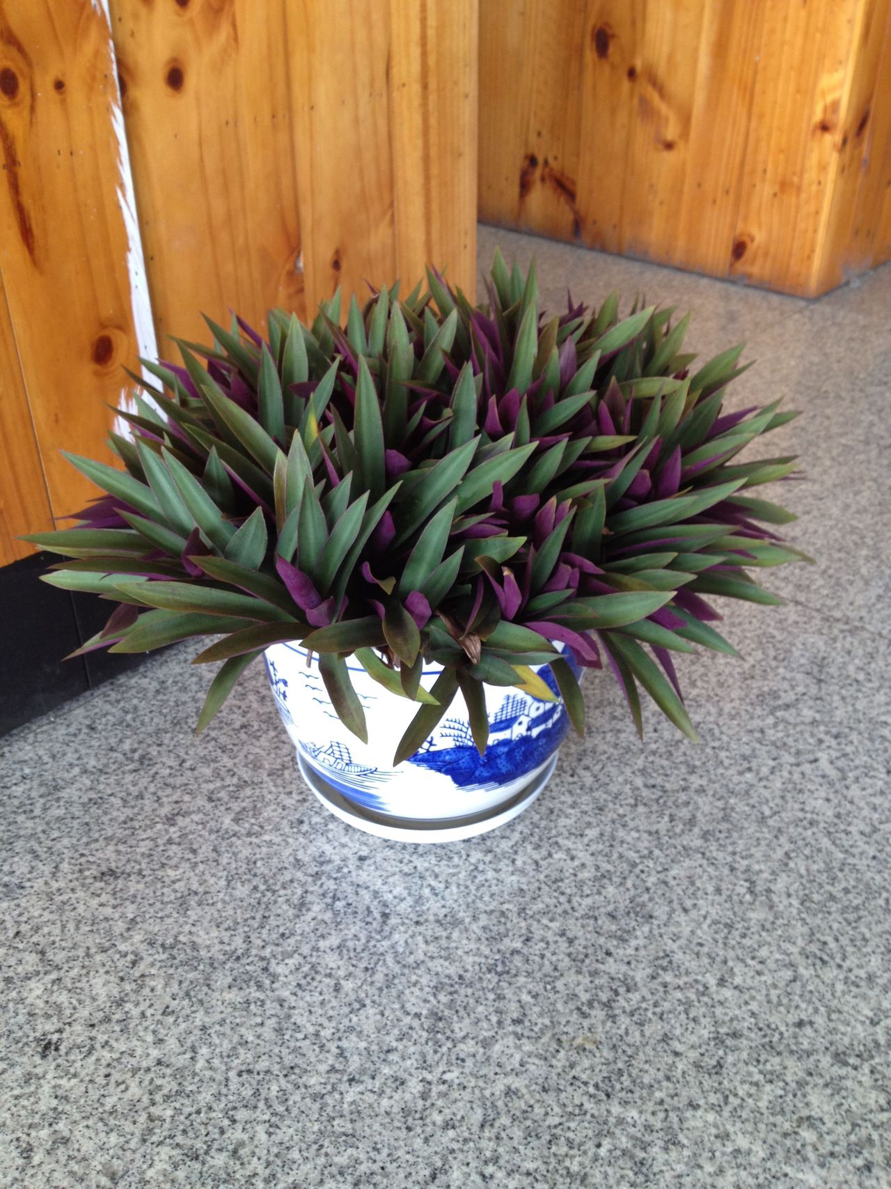 室内植物