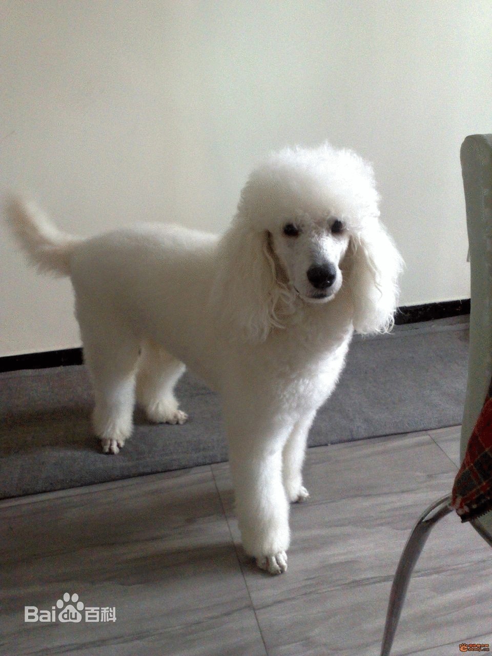 寻回犬 寻回犬
