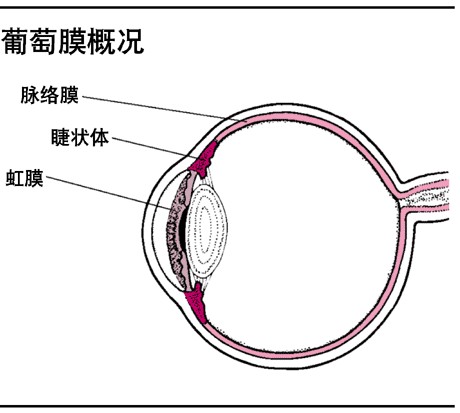 葡萄膜图解 葡萄膜图解