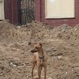 格力犬