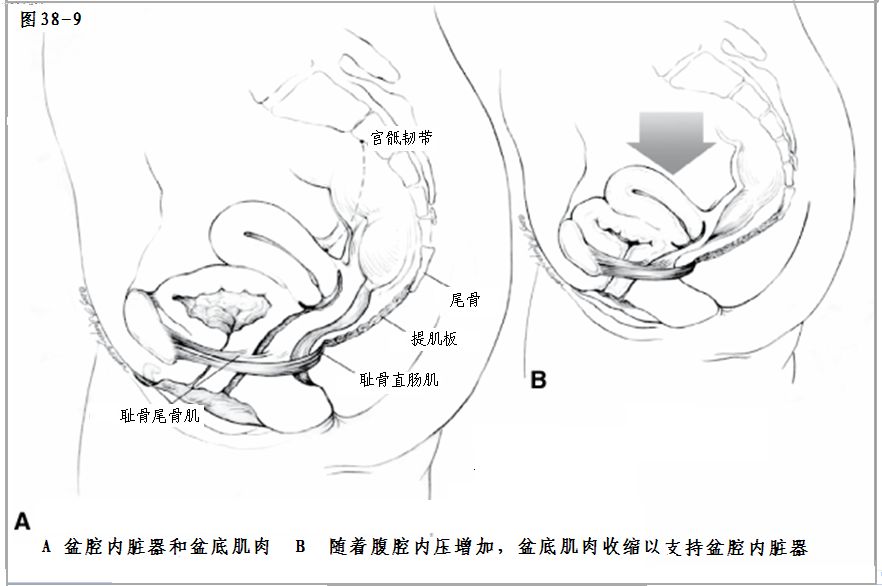 肛门括约肌