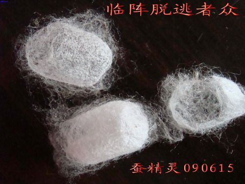 蚕茧 蚕茧