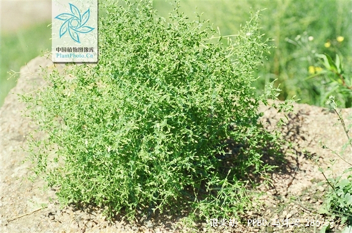 银柴胡(石竹科繁缕属植物)