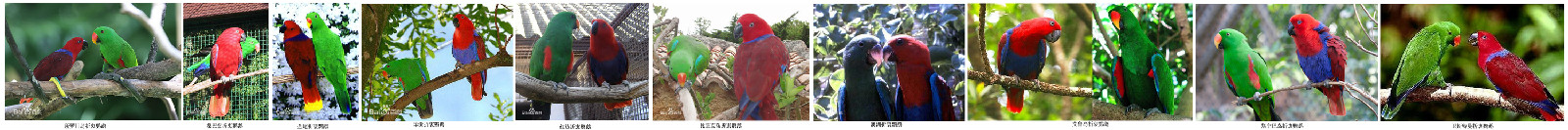 折衷鹦鹉 折衷鹦鹉