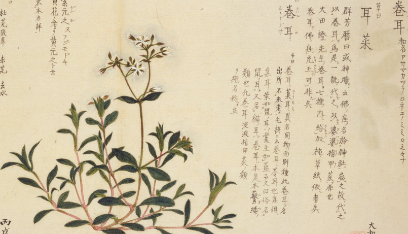 卷耳 卷耳