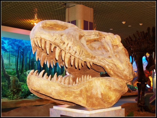恐龙展厅 恐龙展厅