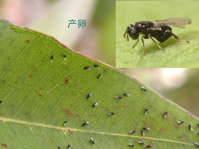 桉树枝瘿姬小蜂