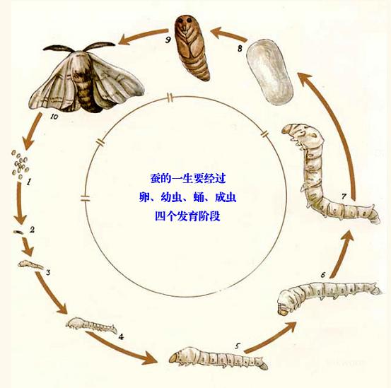 蚕茧 蚕茧