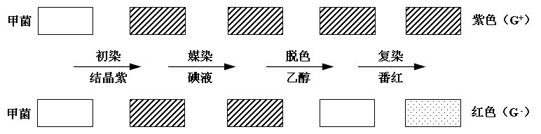 革兰氏染色步骤示意图 革兰氏染色步骤示意图