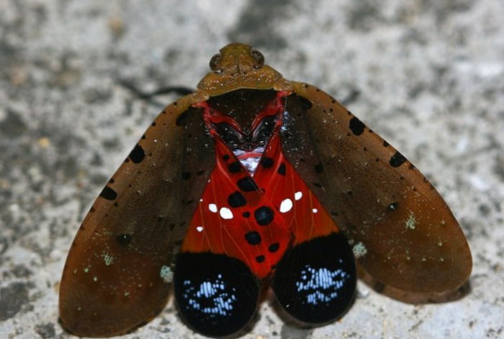 斑悲蜡蝉