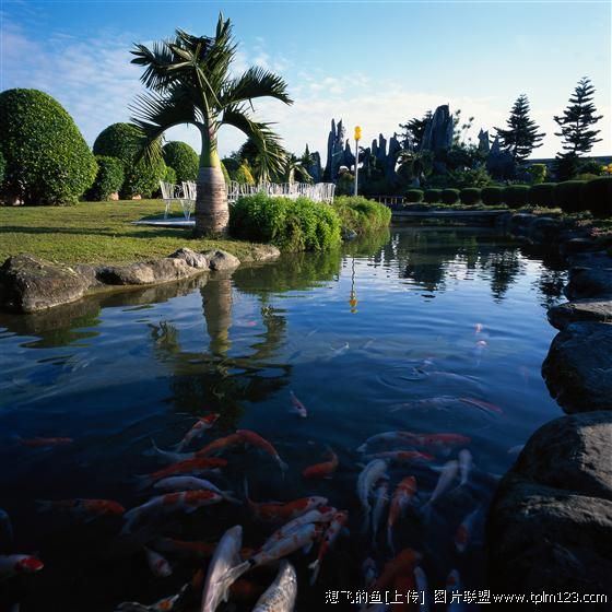 淡水观赏鱼(海洋鱼类生物)