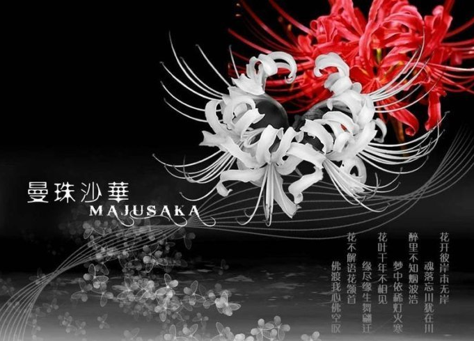 曼珠沙华与曼陀罗华 曼珠沙华与曼陀罗华