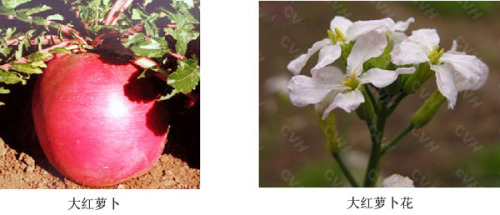 大红萝蔔及其花器 大红萝蔔及其花器