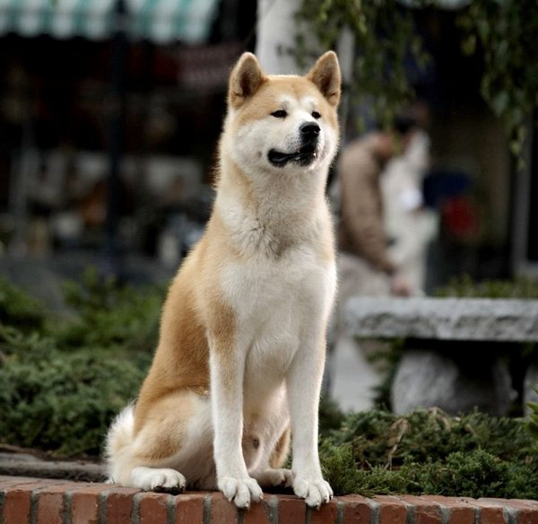 f0rest(忠犬八公的故事里的秋田犬)