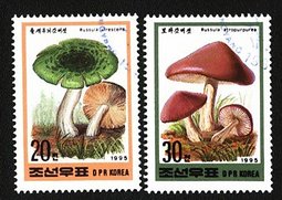毒红菇 毒红菇