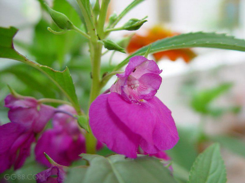 凤仙花 凤仙花