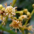龙眼花(无患子目无患子科植物)