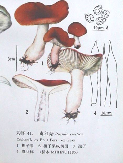 毒红菇 毒红菇