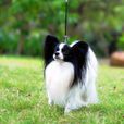 蝴蝶犬