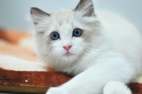 猫咪寄养 猫咪寄养