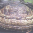 硬皮褐层孔菌