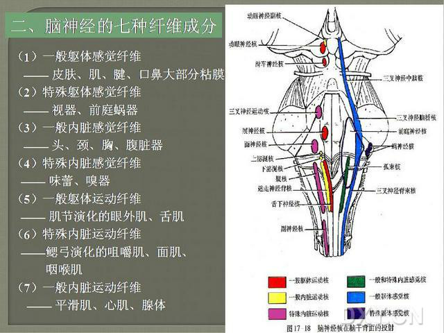 后组颅神经