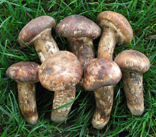 真菌门 真菌门