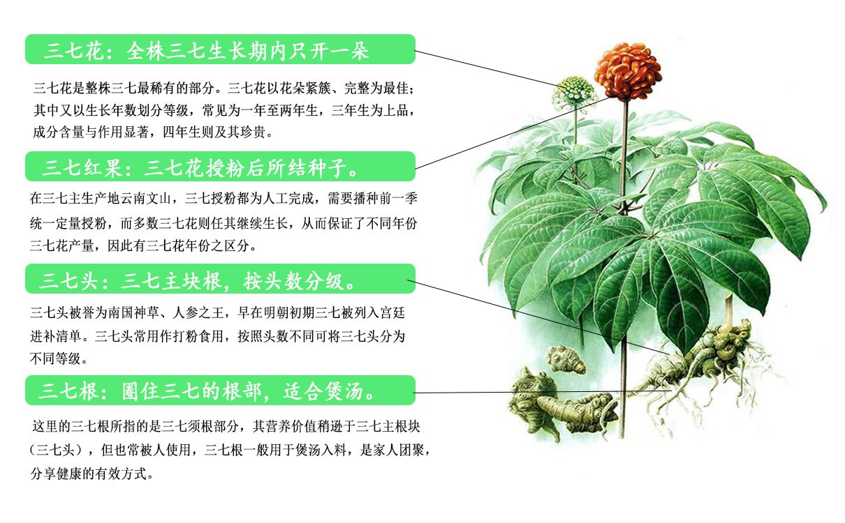 白药主料——云三七 白药主料——云三七