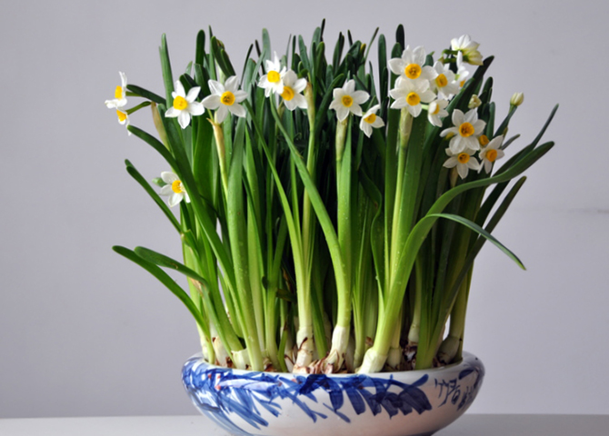 水仙花(水仙花) 水仙花(水仙花)