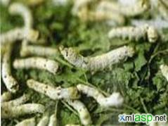 蓖麻蚕 蓖麻蚕