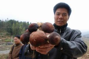 大球盖菇 大球盖菇