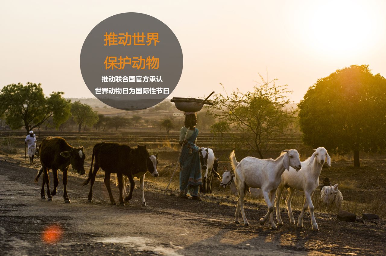 推动联合国官方承认世界动物日为全球性节日 推动联合国官方承认世界动物日为全球性节日