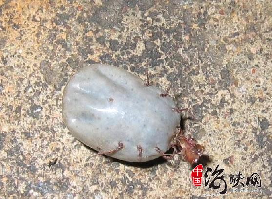 软蜱虫 软蜱虫