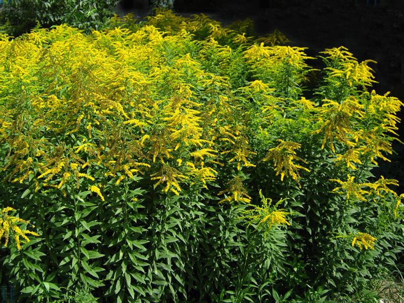 加拿大一枝黄花