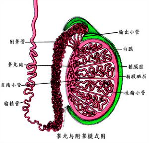 附睪结核 附睪结核