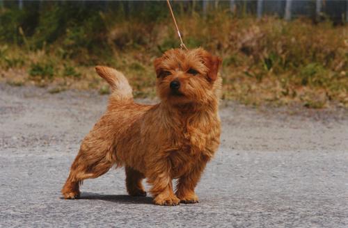 罗福梗犬 罗福梗犬