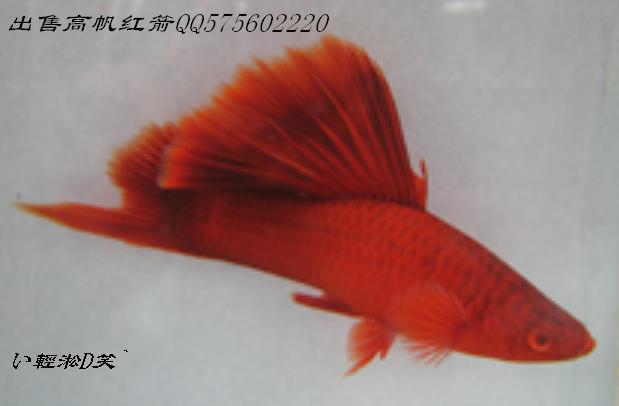 高鳍红箭 高鳍红箭
