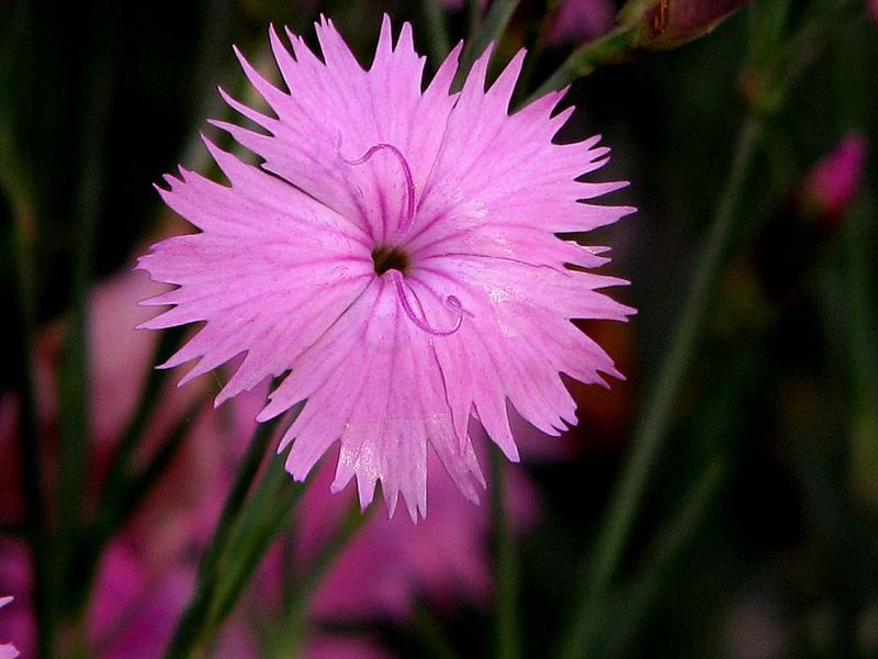 石竹花 石竹花