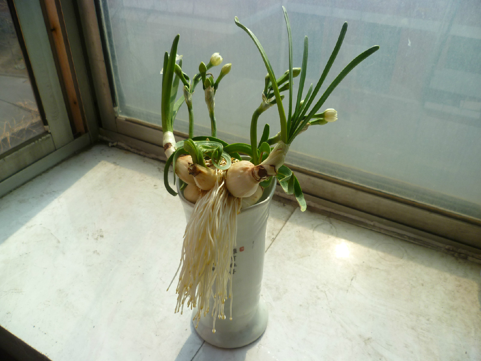 水培水仙 水培水仙