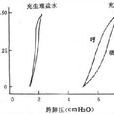 肺通气