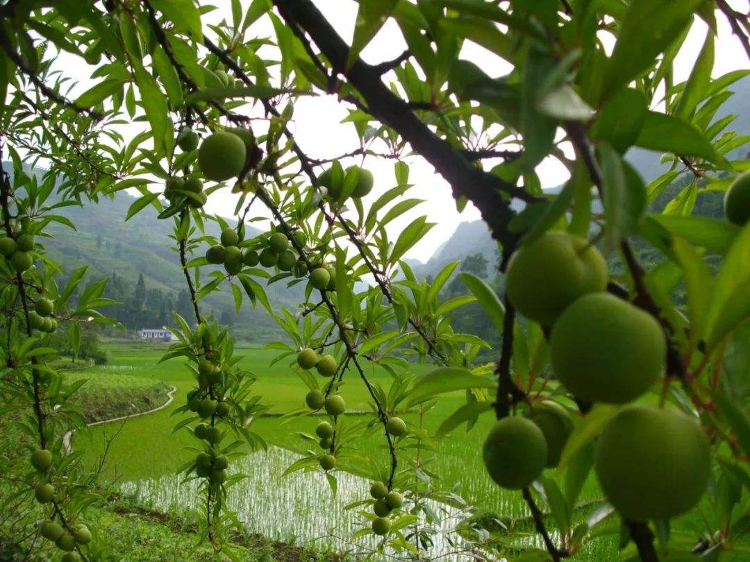 清镇酥李