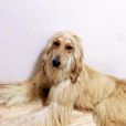 阿富汗犬