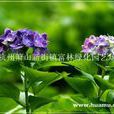 八仙花的栽培