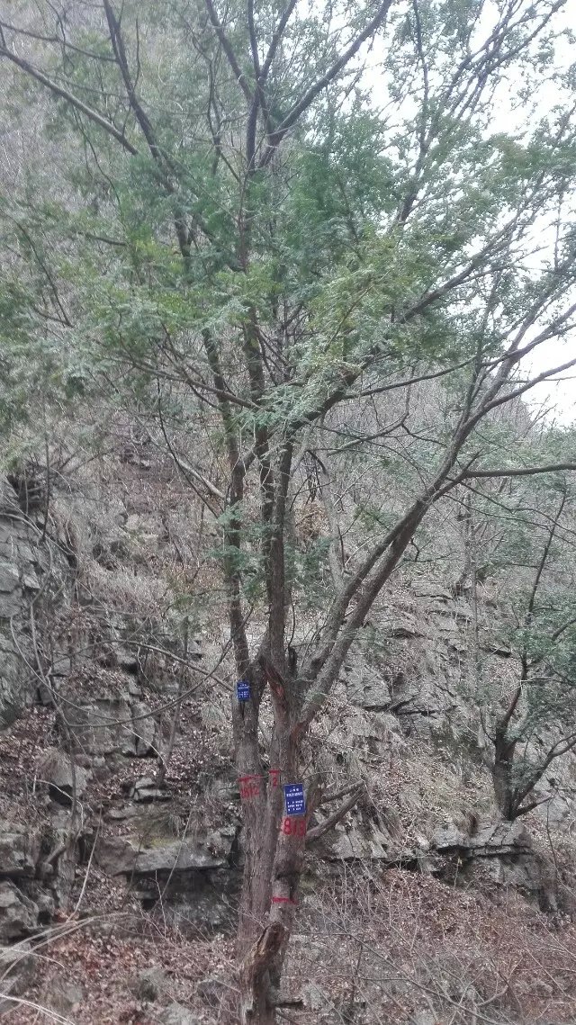 红豆杉大峡谷 红豆杉大峡谷