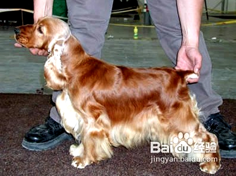 可卡猎鹬犬的梳理 可卡猎鹬犬的梳理