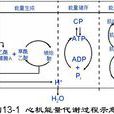 心肌肌钙蛋白