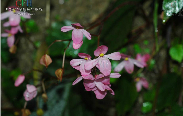 心叶秋海棠(植物) 心叶秋海棠(植物)