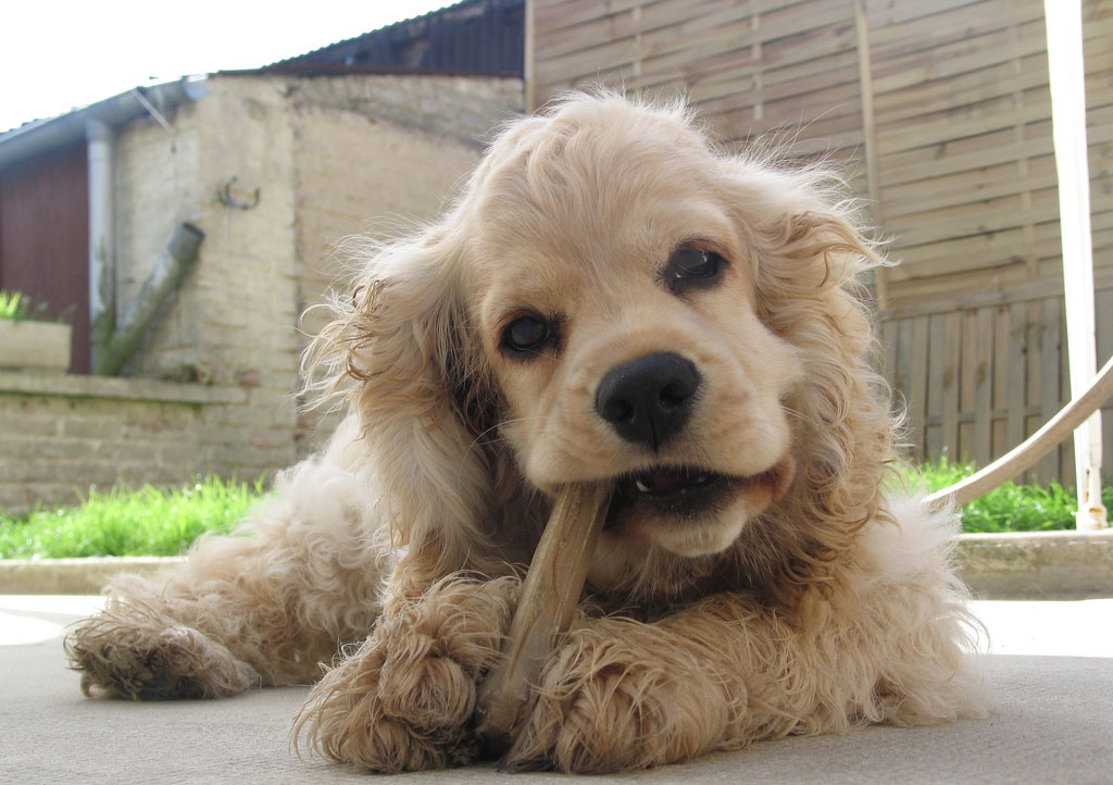 美国可卡犬 美国可卡犬