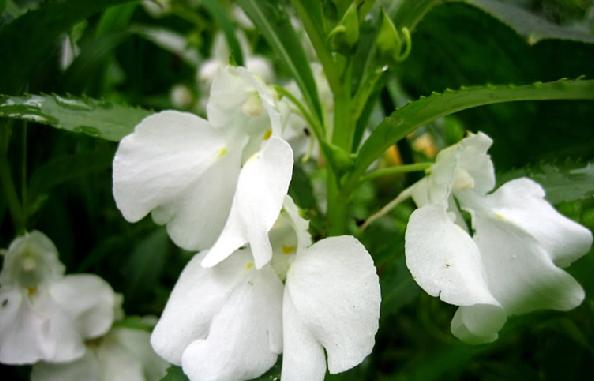 凤仙花 凤仙花